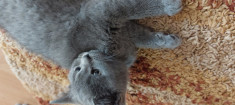 Pisicuțe British Shorthair blue foto