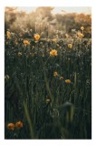 Tablou Canvas, "Razele soarelui printre flori galbene", Flori, Galbene, Fragilitate, Lumină, Primăvară, Iarbă, Răsărit, Natură, Bl&acirc;ndețe, Răcoare, 26