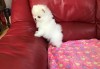 Pomeranian mini toy