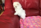 Pomeranian mini toy