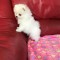pomeranian mini