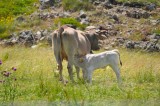Tablou Canvas, "Veiul &icirc;n mijlocul naturii verzi", Iarbă, Vacă, Vițel, Plante, Munți, St&acirc;nci, Natură, Alăptare, Pajiște, Flori, Cer, Verde, Familie, Ru
