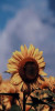 Husa Personalizata SAMSUNG Galaxy J7 2017 Sunflower 1