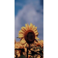 Husa Personalizata SAMSUNG Galaxy Note 20 Sunflower 1