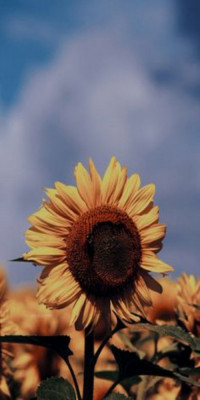 Husa Personalizata HTC A9S Sunflower 1 foto