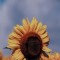 Husa Personalizata ALLVIEW A6 Lite Sunflower 1