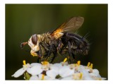 Tablou Canvas, "Musca pe floare albă parfumată", Musca, Aripi, Polen, Flori, Focos, Natura, Macro, Insecta, 39 x 26 cm, CMCLASS