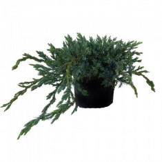 Ienupar Tarator (Juniperus squamata Blue Carpet), la ghiveci foto