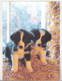 bnk cp Catei - carte postala necirculata