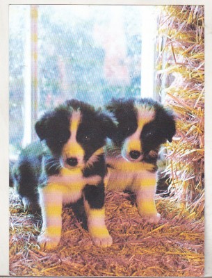 bnk cp Catei - carte postala necirculata foto