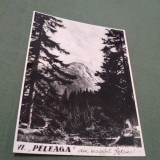 Cumpara ieftin FOTO 11 /9 VARFUL PELEAGA DIN MASIVUL RETEZAT