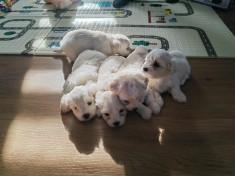 Vand catei bichoni maltezi foto