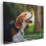 Tablou caine Beagle in natura Tablou canvas pe panza CU RAMA 80x120 cm
