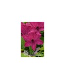 Planta Clematis Expander PBR GI C2, ghiveci 2l, Oem
