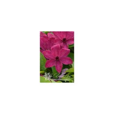 Planta Clematis Expander PBR GI C2, ghiveci 2l