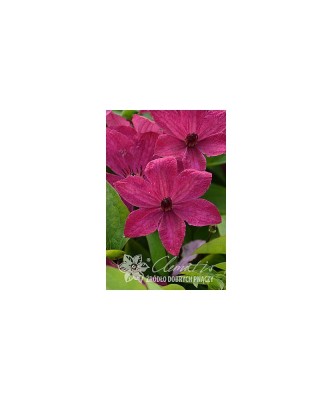 Planta Clematis Expander PBR GI C2, ghiveci 2l foto