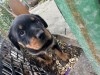 Pui de Rottweiler de vânzare, #1 All Systems