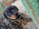 Pui de Rottweiler de v&acirc;nzare