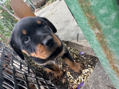 Pui de Rottweiler de v&amp;acirc;nzare foto