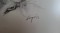 Foto  - 2