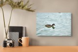 Tablou Canvas, "Grebe scufundător &icirc;n luciul apei", Nu știu cine este &icirc;n imagine., 39 x 26 cm, CMCLASS