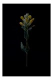 Tablou Canvas, "Floare galbenă pe fundal &icirc;ntunecat", Floare, Negru, Galben, Verde, Scurt, Contrast, Delicat, Simplu, Elegant, Minimalist, 26 x 39 cm,