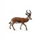 Figurina Antilopa Springbok L Collecta