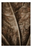 Tablou Canvas, "Textura enigmatică a frunzei uscate", Veins, Texture, Brown, Leaf, Pattern, Nature, Organic, Detail, Surface, Natural, 26 x 39 cm, CMC