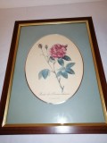 Tablou botanic decor de perete floral vechi trandafir Redoute Rose Rosier de Provins Imprimeria de Remond passepartout fereastra ovala
