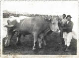 P2848N Țăran rom&acirc;n cu perechea sa de boi, cca anii 1930-1940