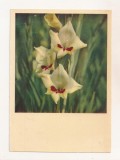 FA126 -Carte Postala- RUSIA - Gladioli flowers, necirculata 1967