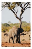 Tablou Canvas, "Elefant odihnindu-se sub copac african", Elefant, Arbore, Savana, Cer, Bivoli, Vegetație, Timp, Nisip, Ramuri, Calm, 26 x 39 cm, CMCLA