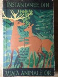 INSTANTANEE DIN VIATA ANIMALELOR-IONEL POP-279839