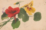 1911 CP ilustrata litho, tema flori, circulata Fulgeresti Baneasa, jud. COVURLUI, Printata