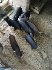 Porci Bazna și Duroc
