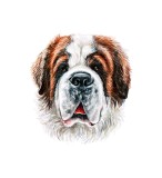 Cumpara ieftin Sticker decorativ Caine Saint-Bernard , Alb, 60 cm, 3725ST, Oem