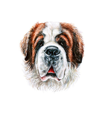 Sticker decorativ Caine Saint-Bernard , Alb, 60 cm, 3725ST foto