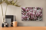 Tablou Canvas, "Magnolii &icirc;n floare la &icirc;nceput de primăvară", Magnolii, Roz, Flori, Primăvară, Ramuri, Delicatețe, Natură, Petale, Frumusețe, Vechi, Gr