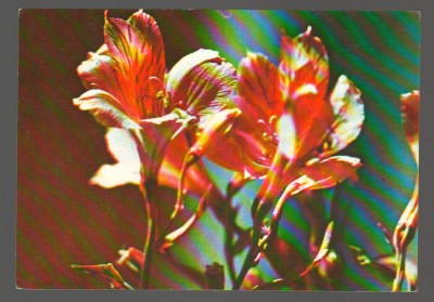 CPIB 20209 CARTE POSTALA - CRIN foto