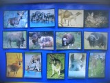 HOPCT LOT NR 49 / 13 CARTONASE - ANIMALE ERBIVORE / FAUNA- ITALIA