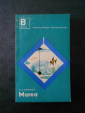 C. S. ANTONESCU - MAREA