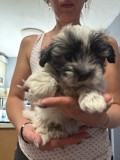 Bichon maltez