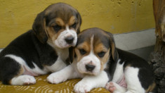 Catelusi beagle foto