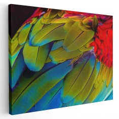 Tablou aripa papagal Ara rosu verde albastru 1595 Tablou canvas pe panza CU RAMA 20x30 cm
