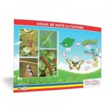 Ciclul de viata la fluture- plansa 50x70 - Proiecte Tematice