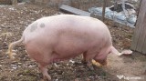VAND PORCI INTRE 40-180 KG