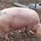 VAND PORCI INTRE 40-180 KG