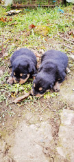 Rottweiler foto