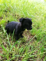 Caine spre adoptie foto