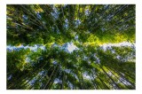 Tablou Canvas, "Pădurea &icirc;nălțimilor verzi &icirc;mbrățișătoare", Verde, Bambus, &Icirc;nălțime, Cer, Natură, Lumină, Frunziș, Pădure, Trunchiuri, Frumusețe, 39 x
